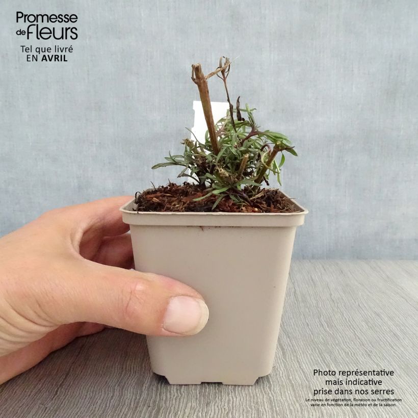 Coreopsis Madras Magic Vasetto da 8/9 cm esemplare consegnato in primavera