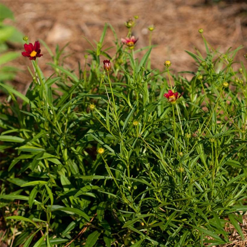 Coreopsis Mercury Rising (Fogliame)