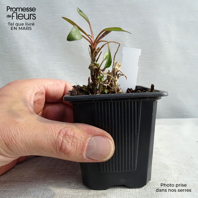 Coreopsis Mercury Rising Vasetto da 8/9 cm esemplare consegnato in inverno