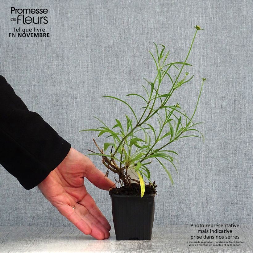 Esemplare di Coreopsis Mercury Rising Vasetto da 8/9 cm come consegnato in autunno
