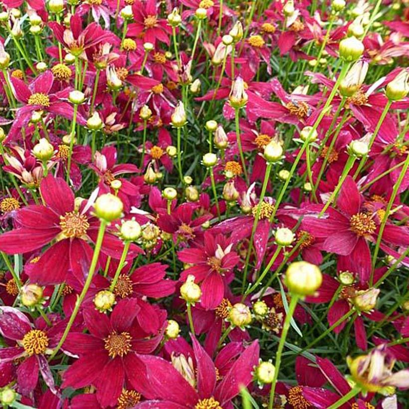 Coreopsis verticilliata Red Satin (Fioritura)