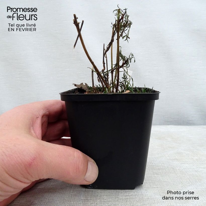 Coreopsis verticilliata Red Satin Vasetto da 8/9 cm esemplare consegnato in inverno