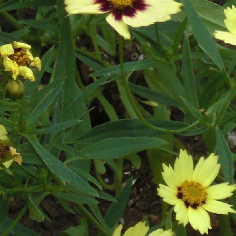 Coreopsis Redshift (Fogliame)