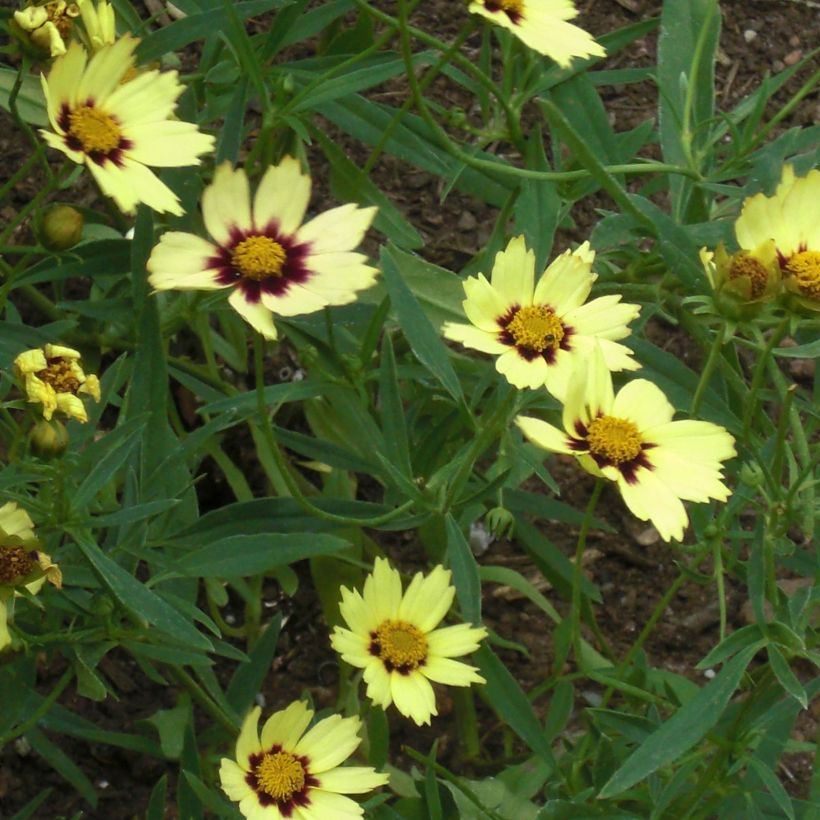 Coreopsis Redshift (Fioritura)