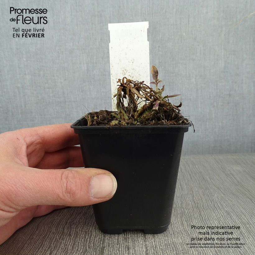 Coreopsis grandiflora Tequila Sunrise Vasetto da 8/9 cm esemplare consegnato in inverno