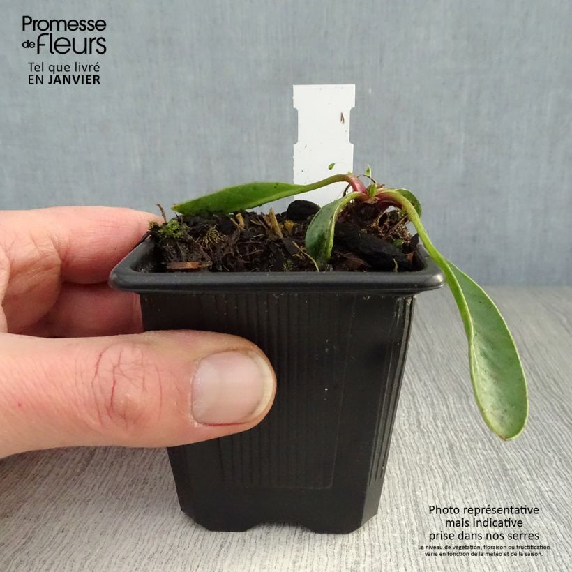 Coreopsis grandiflora Badengold Vasetto da 8/9 cm esemplare consegnato in inverno