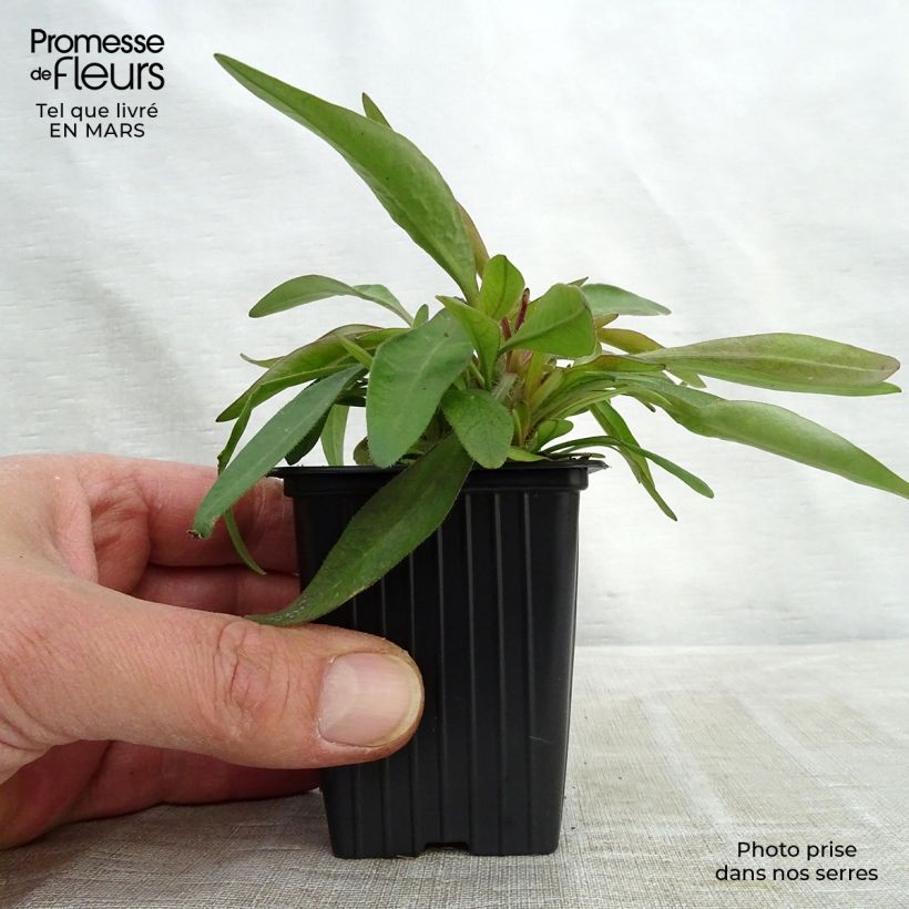 Coreopsis alpinus Early Sunrise Vasetto da 7/8 cm esemplare consegnato in inverno