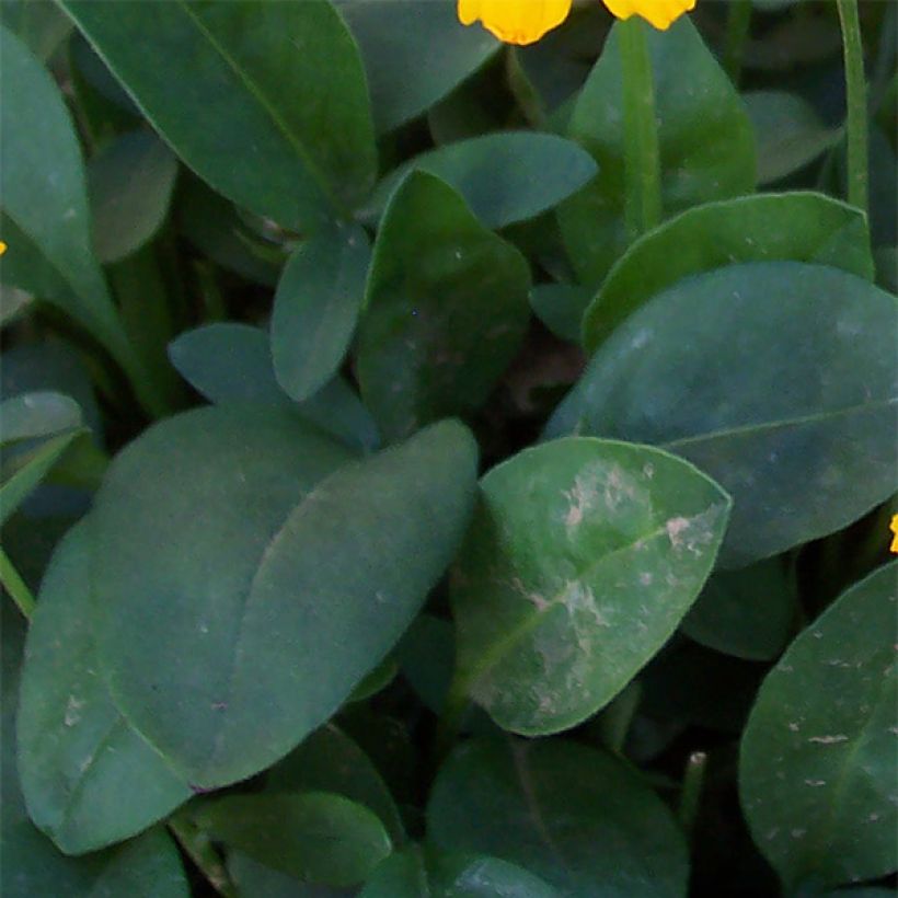 Coreopsis auriculata nana Elfin Gold (Fogliame)