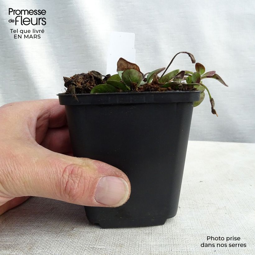 Coreopsis auriculata Nana Vasetto da 8/9 cm esemplare consegnato in inverno