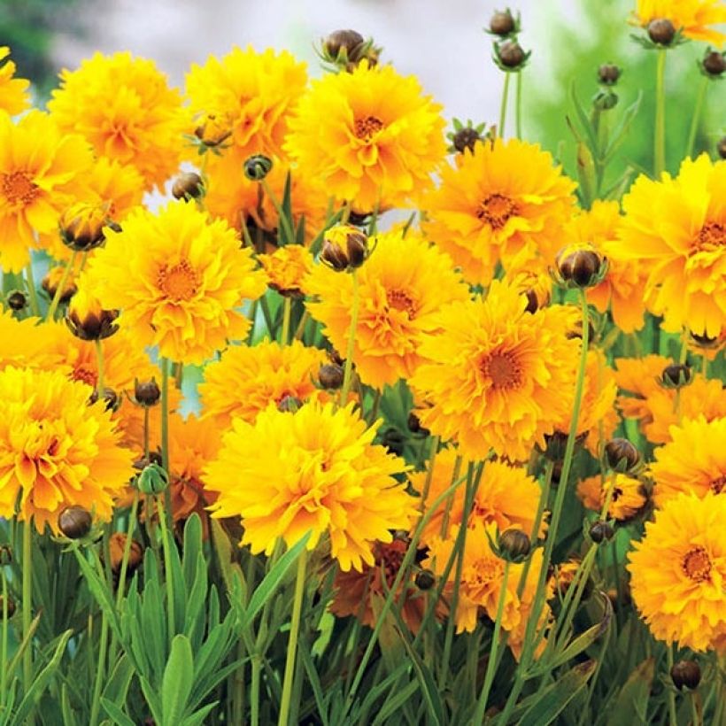 Coreopsis grandiflora Badengold (Fioritura)