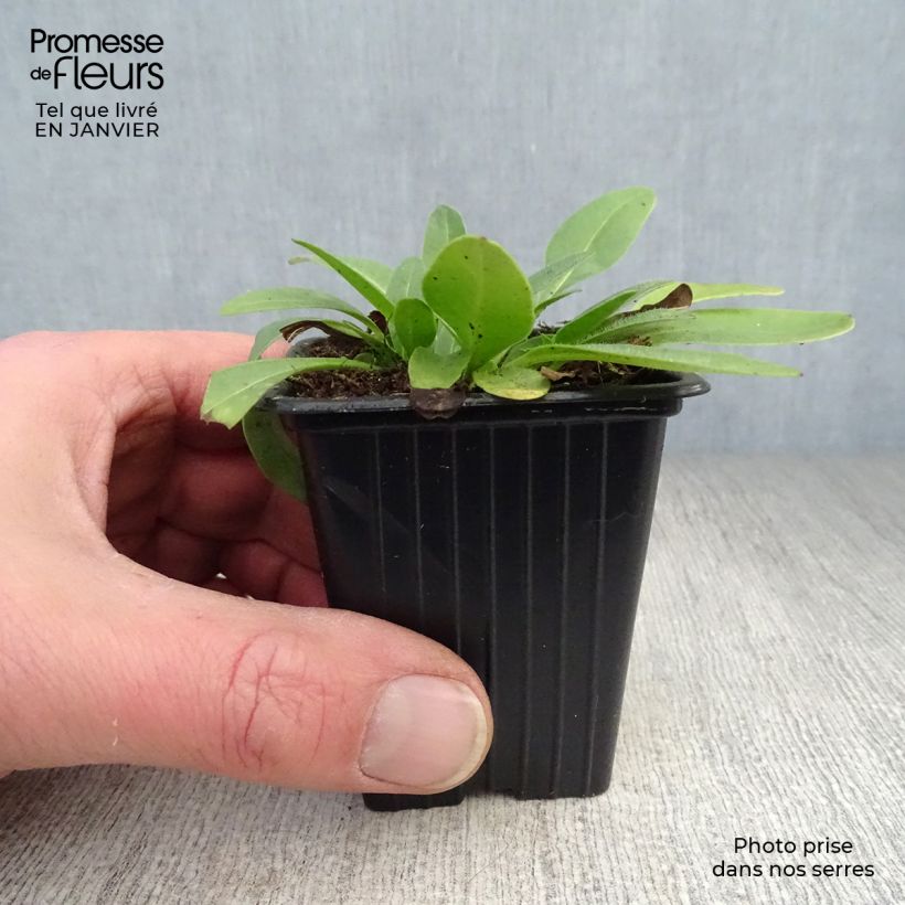 Coreopsis grandiflora Louis d'Or Vasetto da 7/8 cm esemplare consegnato in inverno