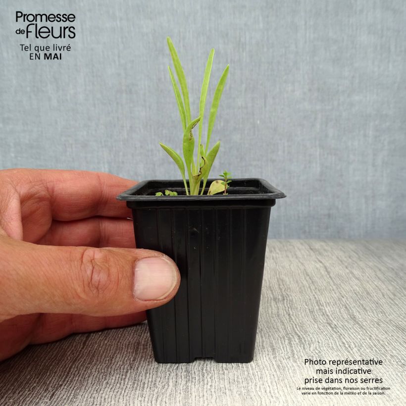 Coreopsis grandiflora Louis d'Or Vasetto da 7/8 cm esemplare consegnato in primavera