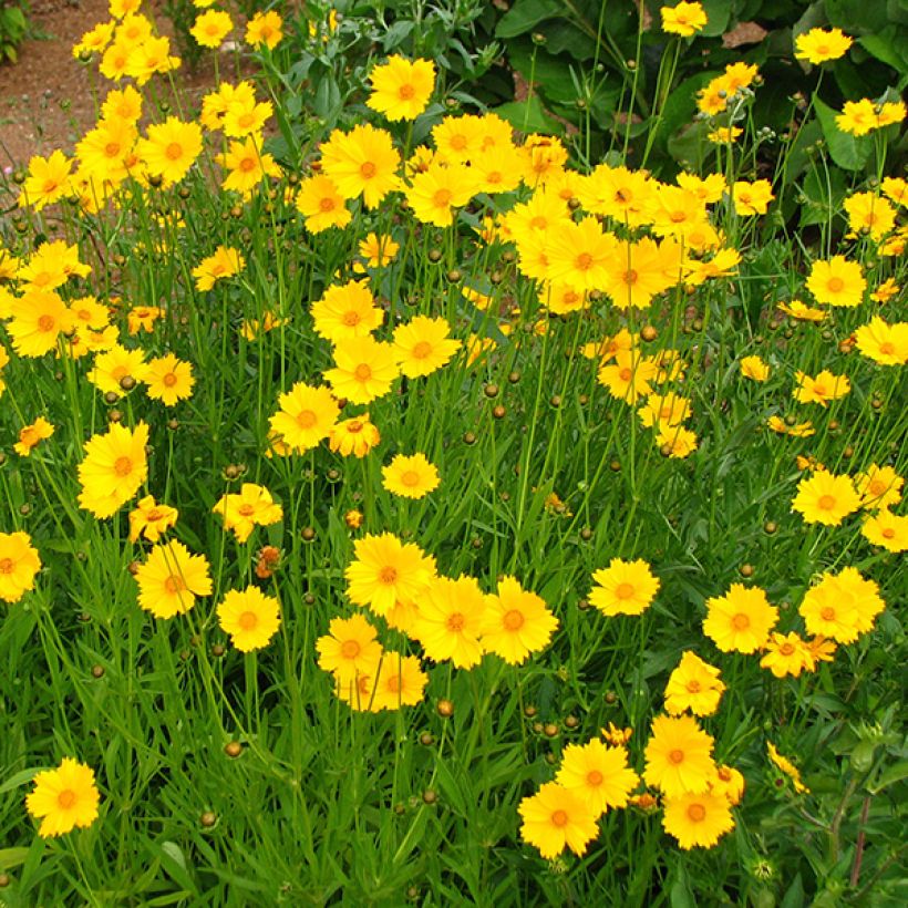 Coreopsis grandiflora Sonnenkind (Fioritura)