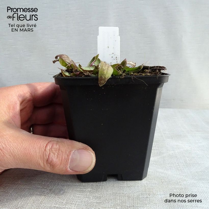 Coreopsis grandiflora Sonnenkind Vasetto da 8/9 cm esemplare consegnato in primavera