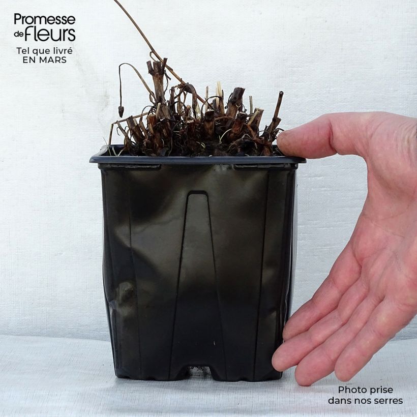 Coreopsis grandiflora Sonnenkind Vaso da 2L/3L esemplare consegnato in primavera