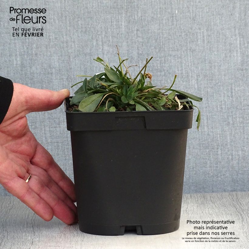 Coreopsis grandiflora Sonnenkind Vaso da 2L/3L esemplare consegnato in inverno