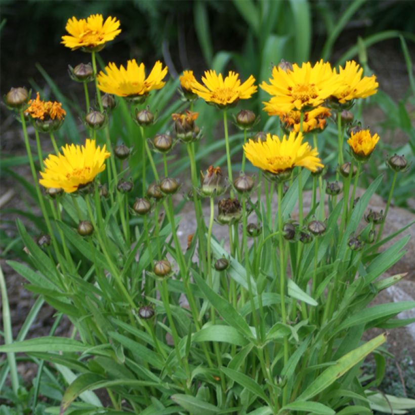 Coreopsis grandiflora Sunray (Porto)