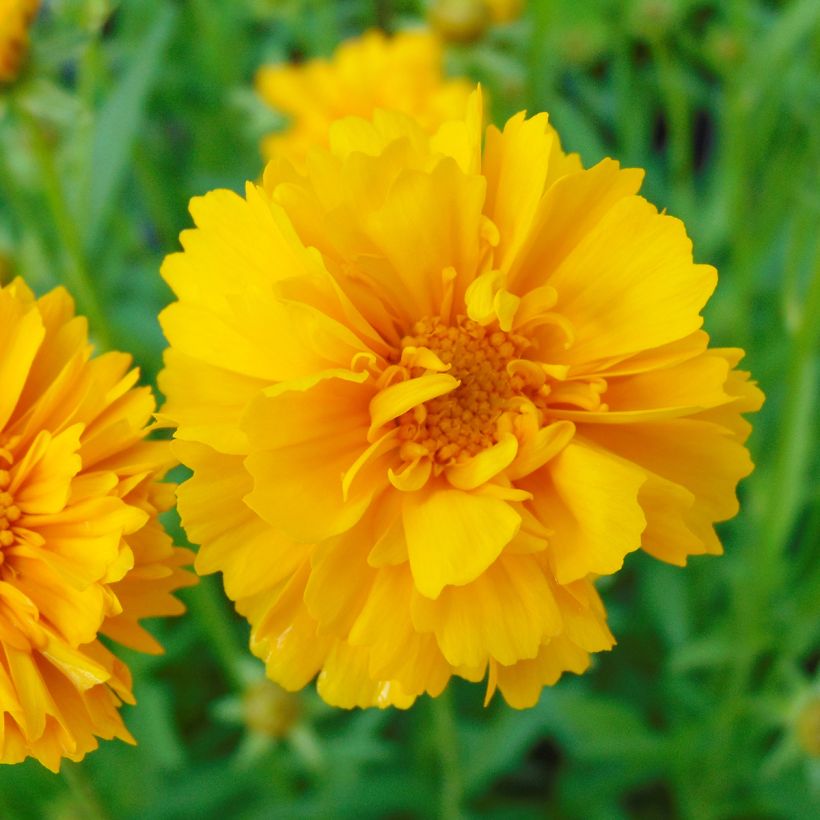 Coreopsis grandiflora Sunray (Fioritura)