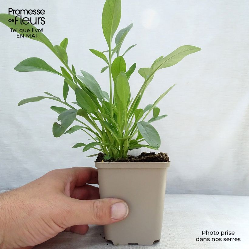 Coreopsis grandiflora Sunray Vasetto da 8/9 cm esemplare consegnato in primavera