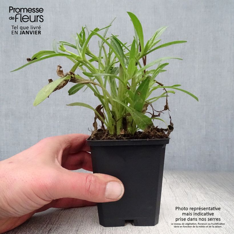 Coreopsis grandiflora Sunray Vasetto da 8/9 cm esemplare consegnato in inverno