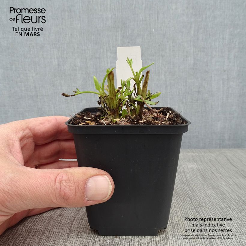 Coreopsis lanceolata Baby Gold Vasetto da 8/9 cm esemplare consegnato in inverno