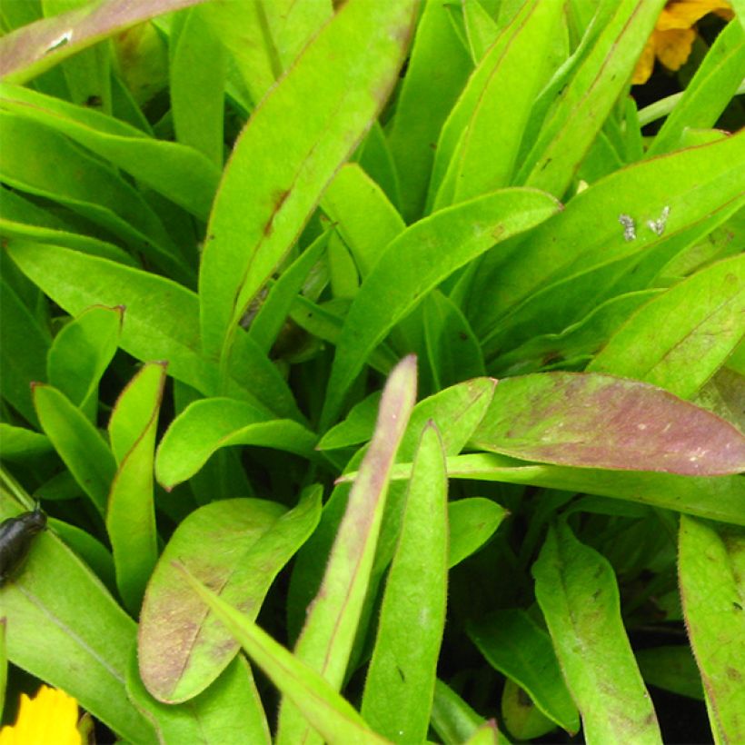 Coreopsis lanceolata Goldfink (Fogliame)