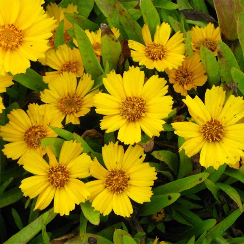 Coreopsis lanceolata Goldfink (Fioritura)