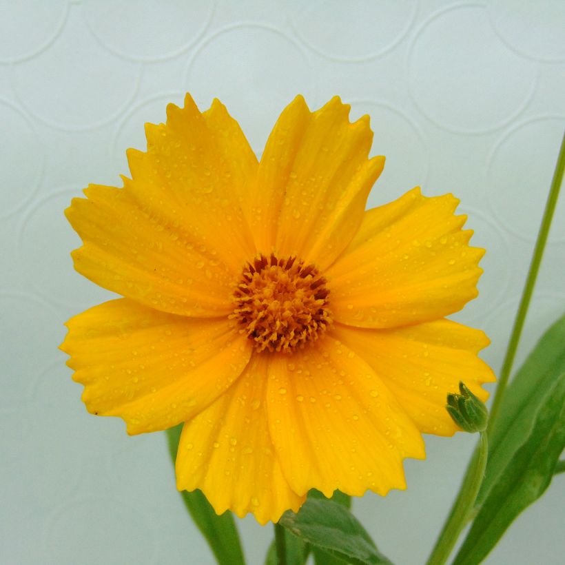 Coreopsis lanceolata Sterntaler (Fioritura)