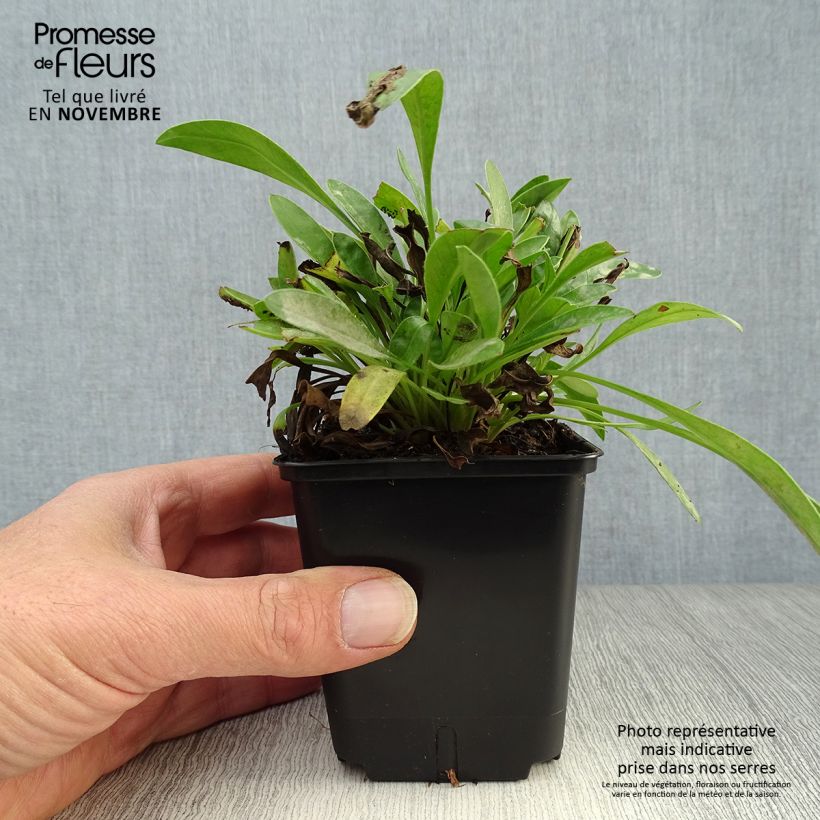 Esemplare di Coreopsis lanceolata Sterntaler Vasetto da 8/9 cm come consegnato in autunno