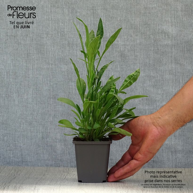 Esemplare di Coreopsis lanceolata Sterntaler Vasetto da 8/9 cm consegnato in estate