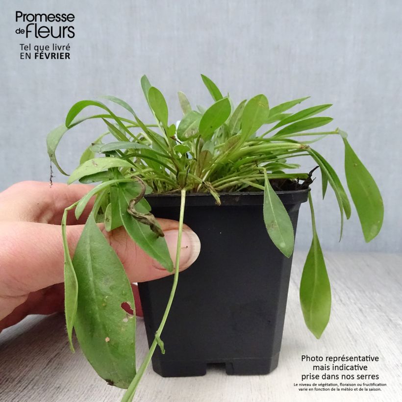 Coreopsis lanceolata Sterntaler Vasetto da 8/9 cm esemplare consegnato in inverno