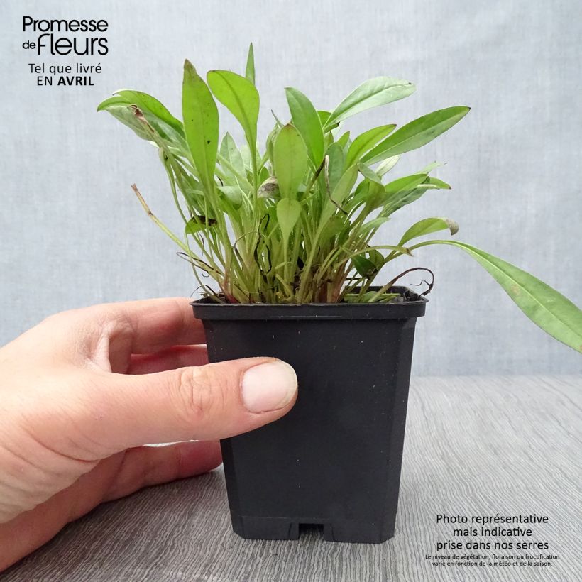 Coreopsis lanceolata Sterntaler Vasetto da 8/9 cm esemplare consegnato in primavera