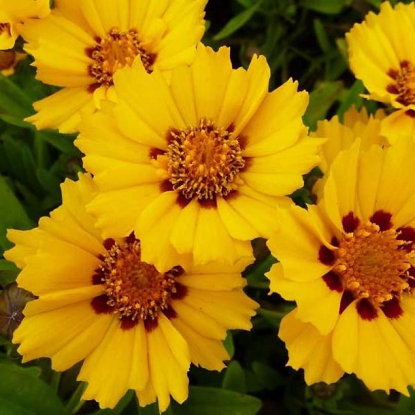 Coreopsis lanceolata Walter (Fioritura)