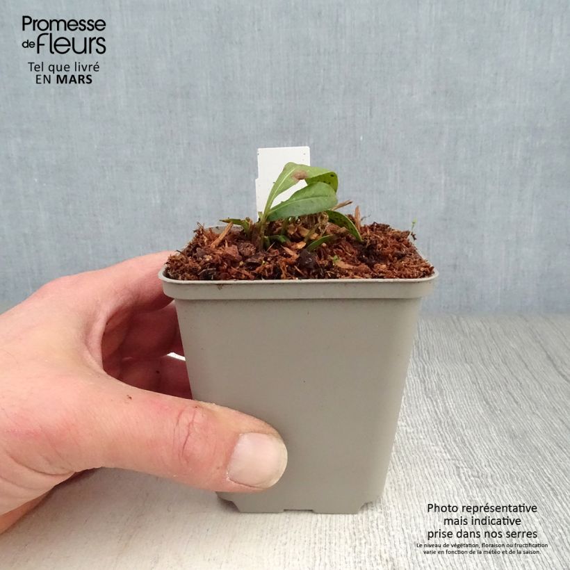 Coreopsis lanceolata Walter Vasetto da 8/9 cm esemplare consegnato in primavera