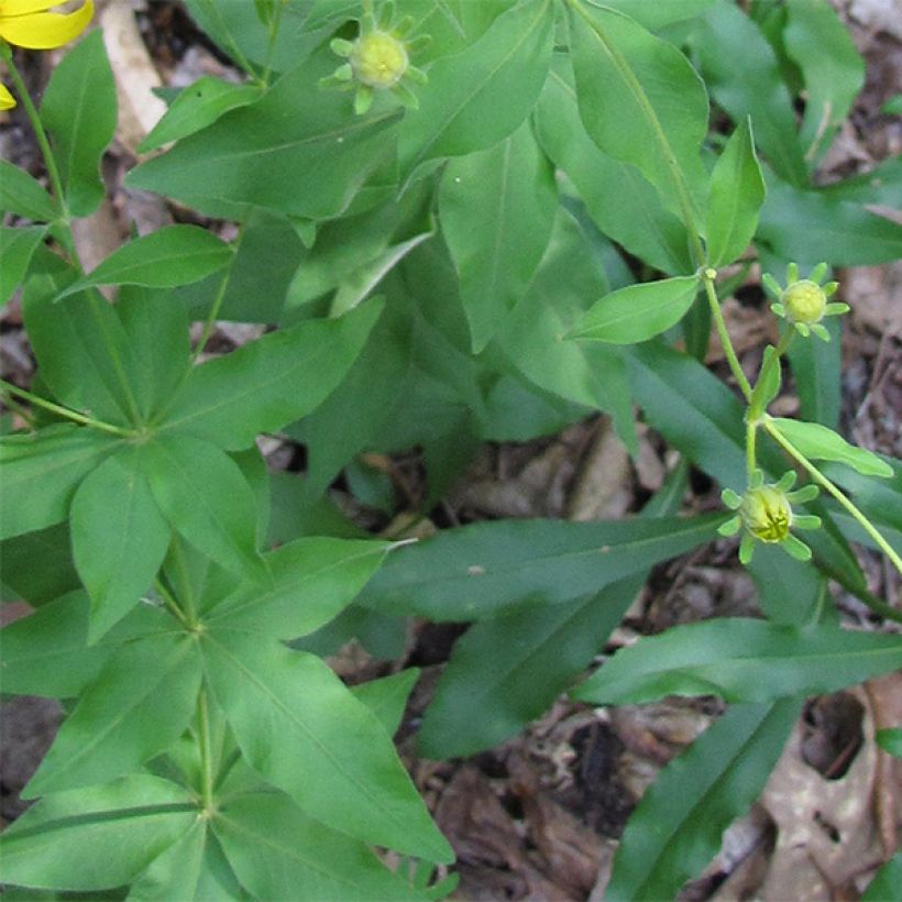 Coreopsis major (Fogliame)