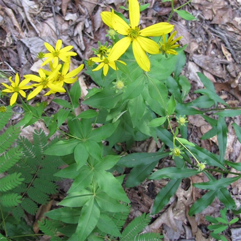 Coreopsis major (Porto)