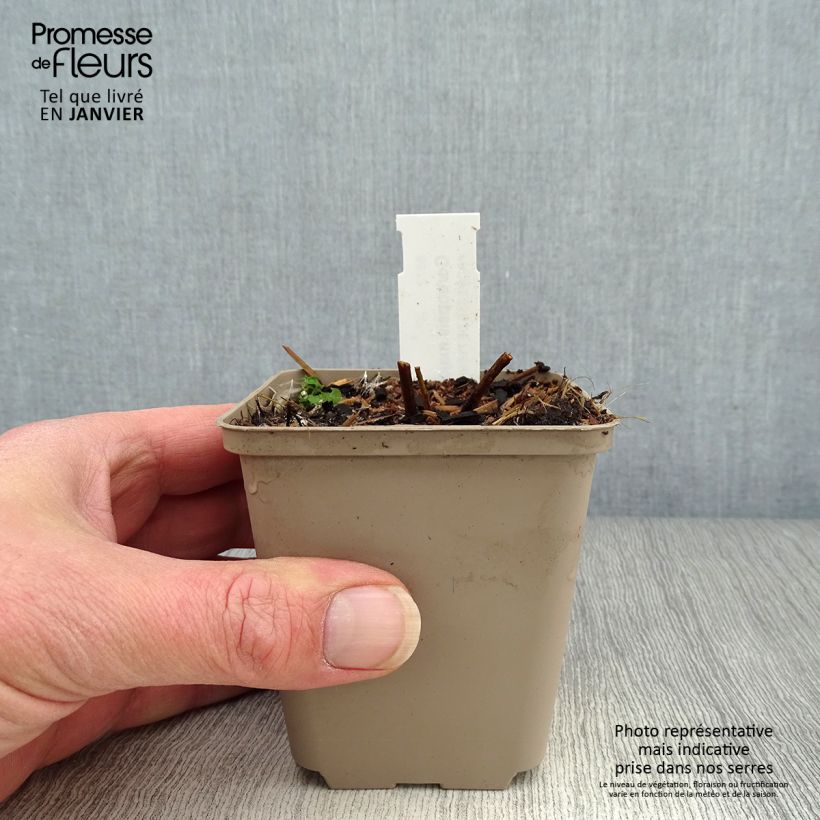 Coreopsis major Vasetto da 8/9 cm esemplare consegnato in inverno