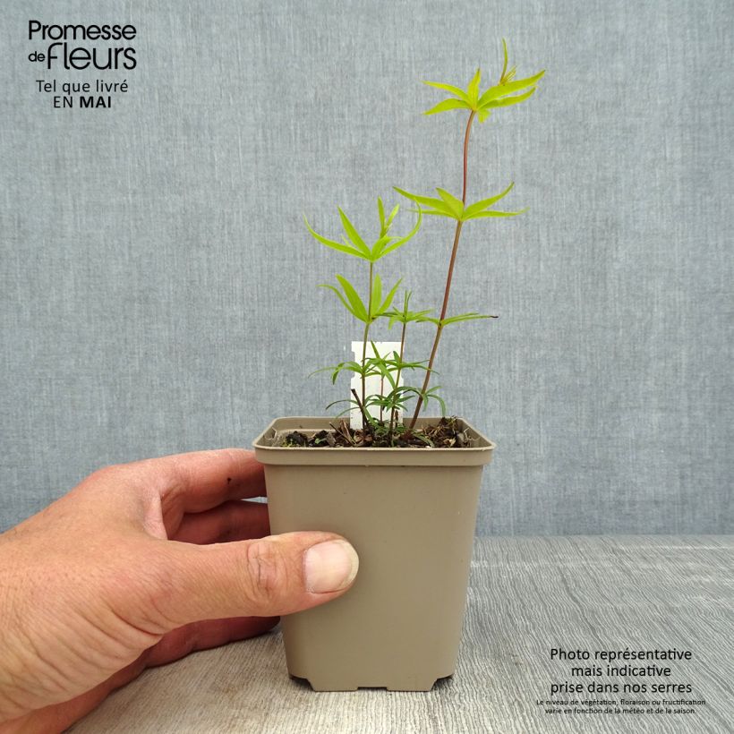 Coreopsis major Vasetto da 8/9 cm esemplare consegnato in primavera