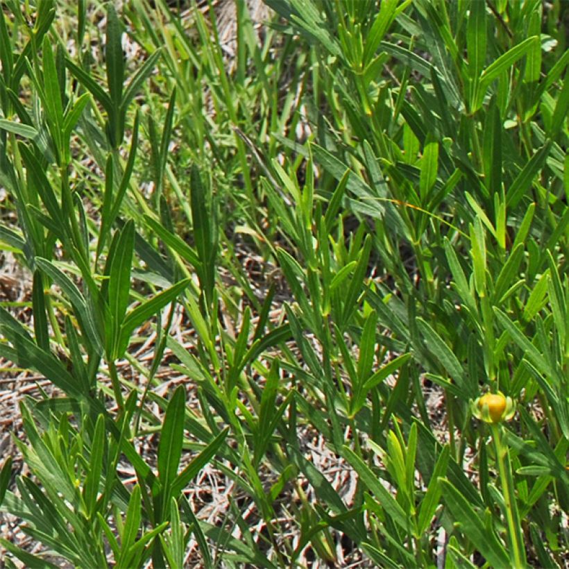 Coreopsis palmata (Fogliame)