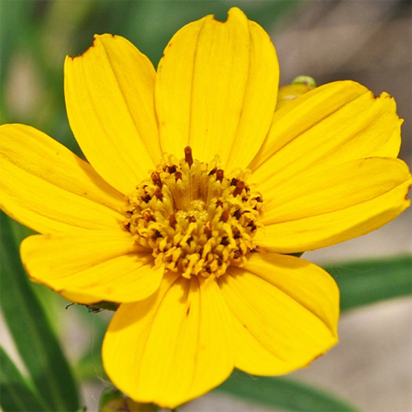 Coreopsis palmata (Fioritura)