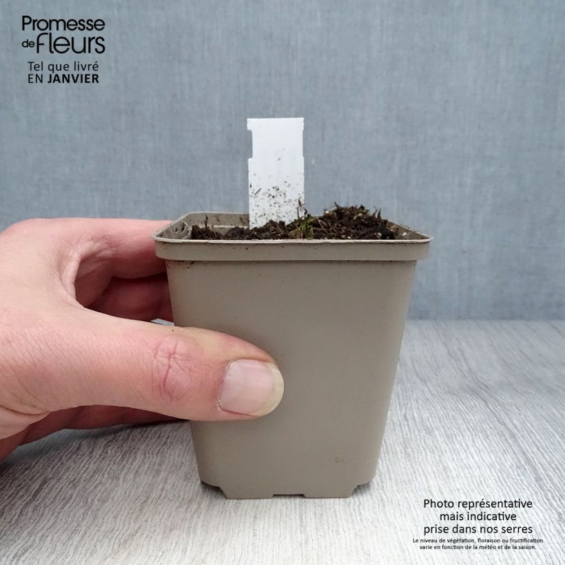 Coreopsis palmata Vasetto da 8/9 cm esemplare consegnato in inverno