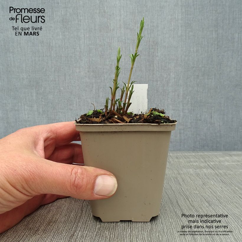 Coreopsis palmata Vasetto da 8/9 cm esemplare consegnato in primavera