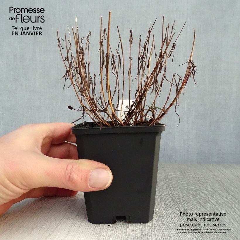 Coreopsis American Dream Vasetto da 8/9 cm esemplare consegnato in inverno