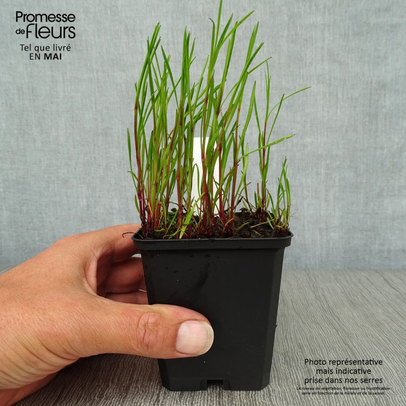 Coreopsis American Dream Vasetto da 8/9 cm esemplare consegnato in primavera