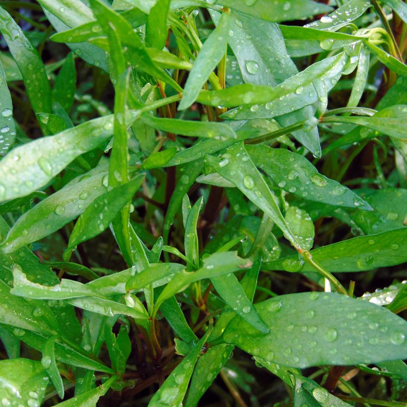 Coreopsis Heaven's Gate (Fogliame)