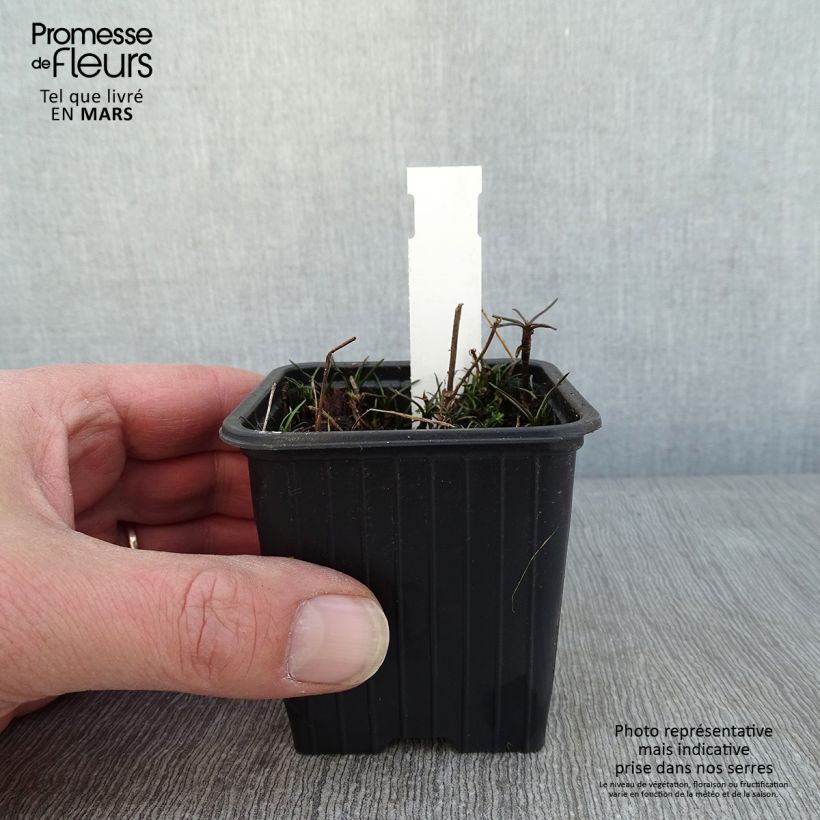 Coreopsis Nana Vasetto da 8/9 cm esemplare consegnato in inverno