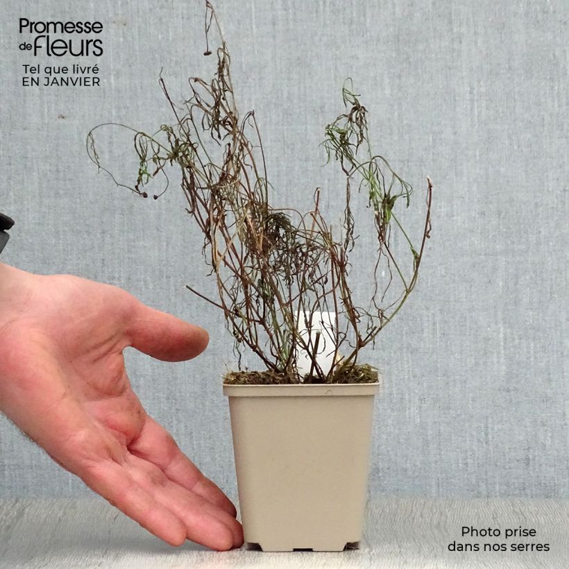 Coreopsis Sweet Dreams Vasetto da 8/9 cm esemplare consegnato in inverno