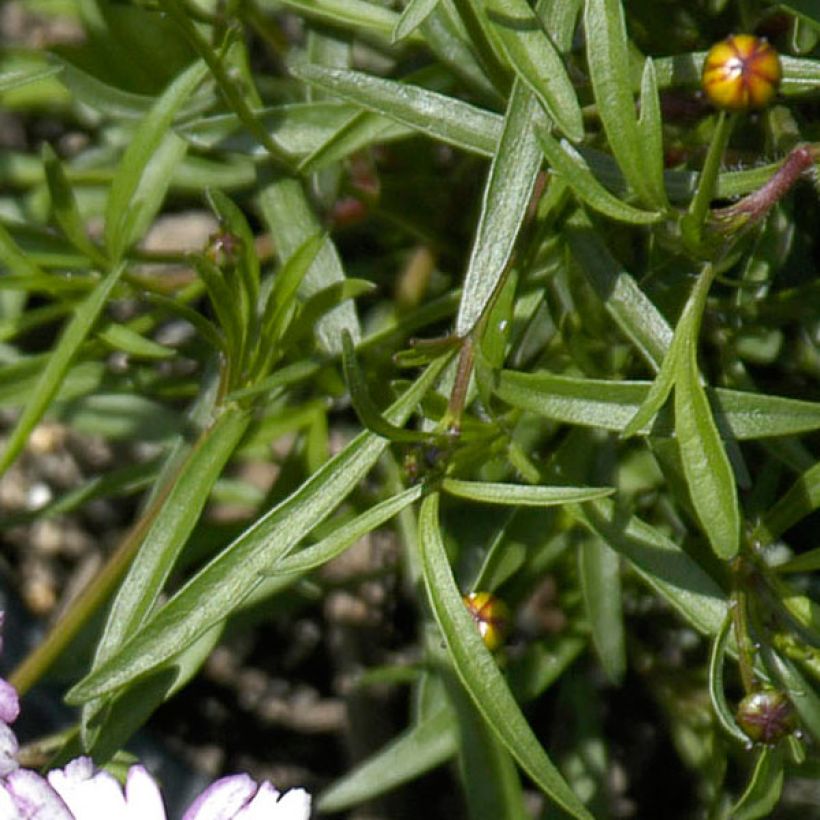 Coreopsis Sweet Dreams (Fogliame)