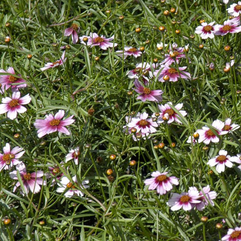 Coreopsis Sweet Dreams (Fioritura)
