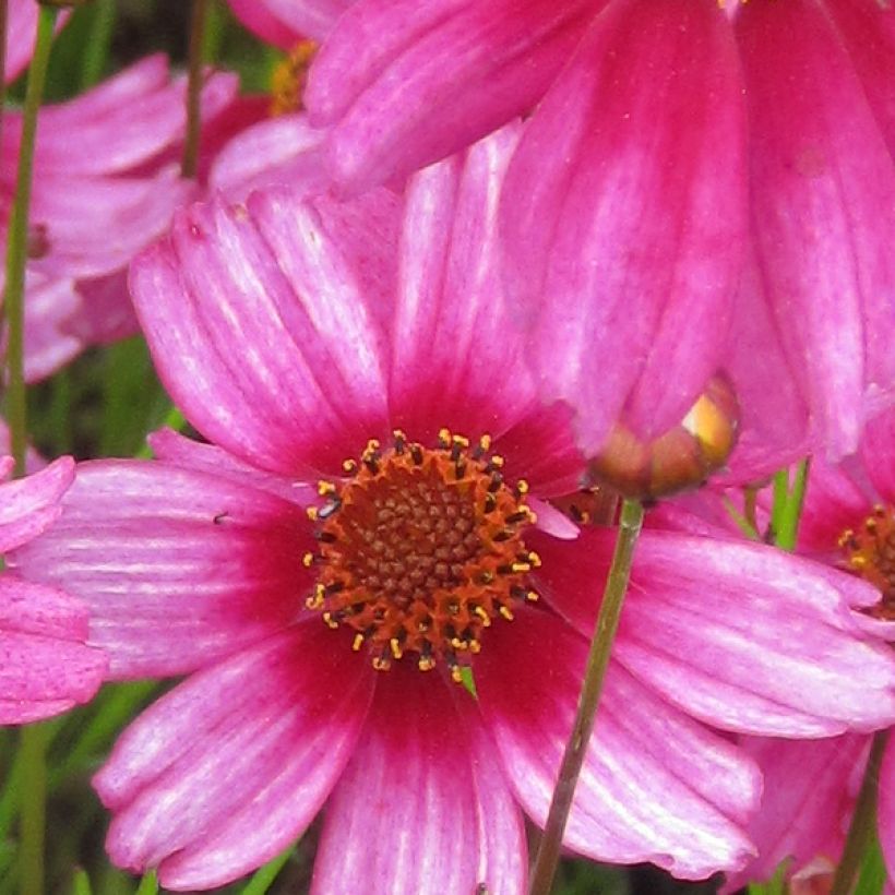 Coreopsis Heaven's Gate (Fioritura)